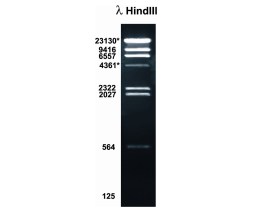 Marcadores De Peso Molecular (Ladder) Lambda/Hindiii 500 Ul - 100 Reações - Biotec